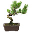 Pinus parviflora, 22 cm, ± 12 years old