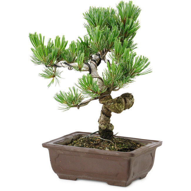 Pinus parviflora, 22 cm, ± 12 years old