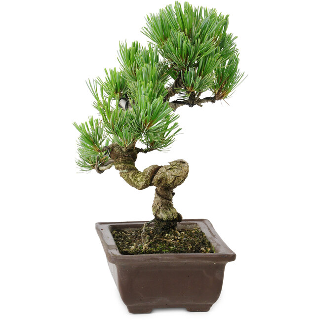 Pinus parviflora, 22 cm, ± 12 jaar oud
