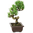 Pinus parviflora, 22 cm, ± 12 años de edad