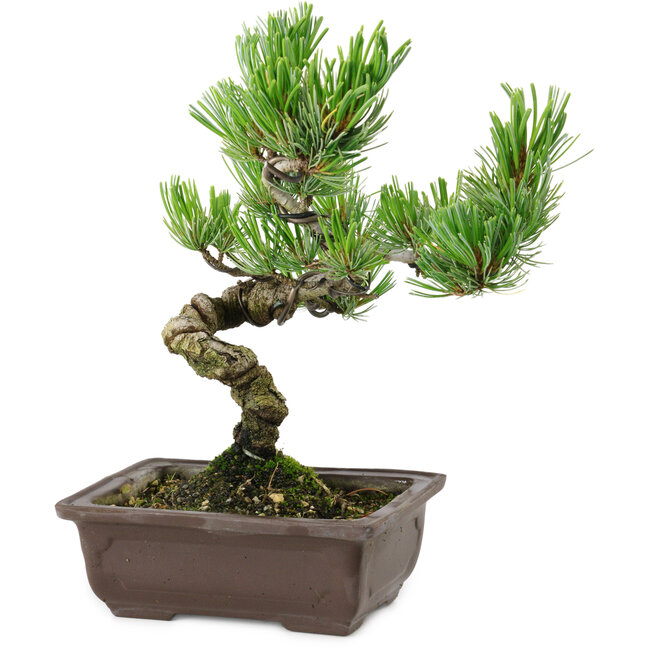 Pinus parviflora, 22 cm, ± 12 ans
