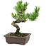 Pinus parviflora, 22 cm, ± 12 years old