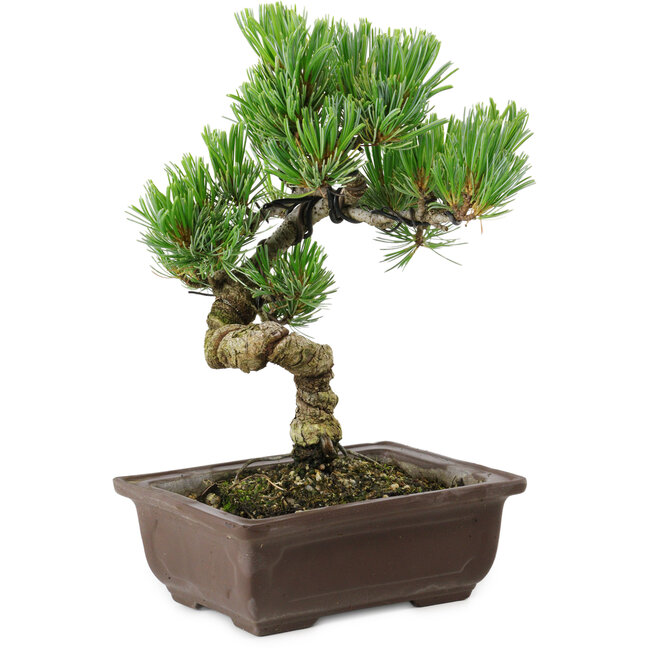 Pinus parviflora, 22 cm, ± 12 years old