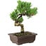 Pinus parviflora, 22 cm, ± 12 ans