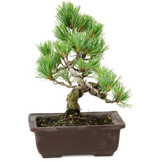 Pinus parviflora, 18 cm, ± 12 years old