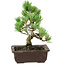 Pinus parviflora, 18 cm, ± 12 Jahre alt