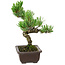 Pinus parviflora, 22 cm, ± 12 Jahre alt