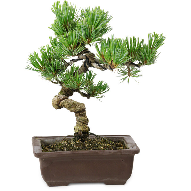 Pinus parviflora, 22 cm, ± 12 ans