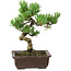 Pinus parviflora, 22 cm, ± 12 years old
