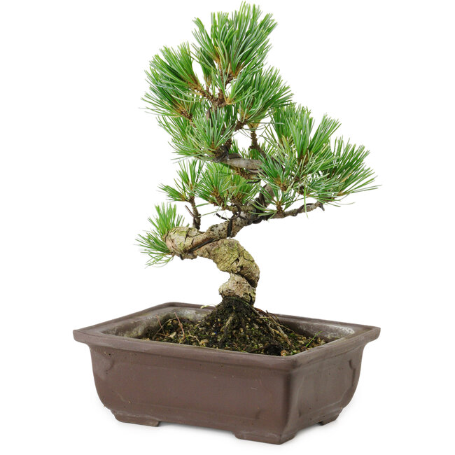 Pinus parviflora, 18 cm, ± 12 years old