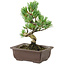 Pinus parviflora, 18 cm, ± 12 years old