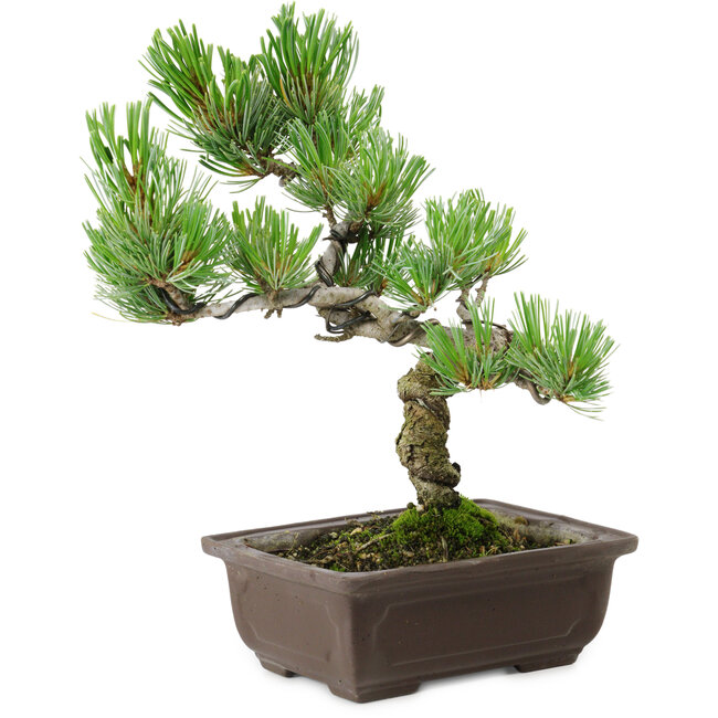 Pinus parviflora, 22 cm, ± 12 years old