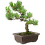 Pinus parviflora, 22 cm, ± 12 jaar oud