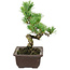 Pinus parviflora, 18 cm, ± 12 years old