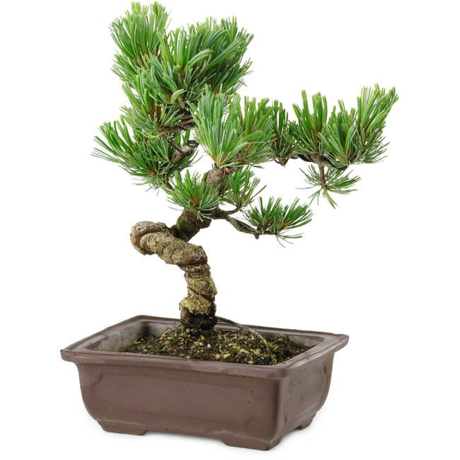 Pinus parviflora, 22 cm, ± 12 ans
