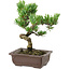 Pinus parviflora, 22 cm, ± 12 Jahre alt