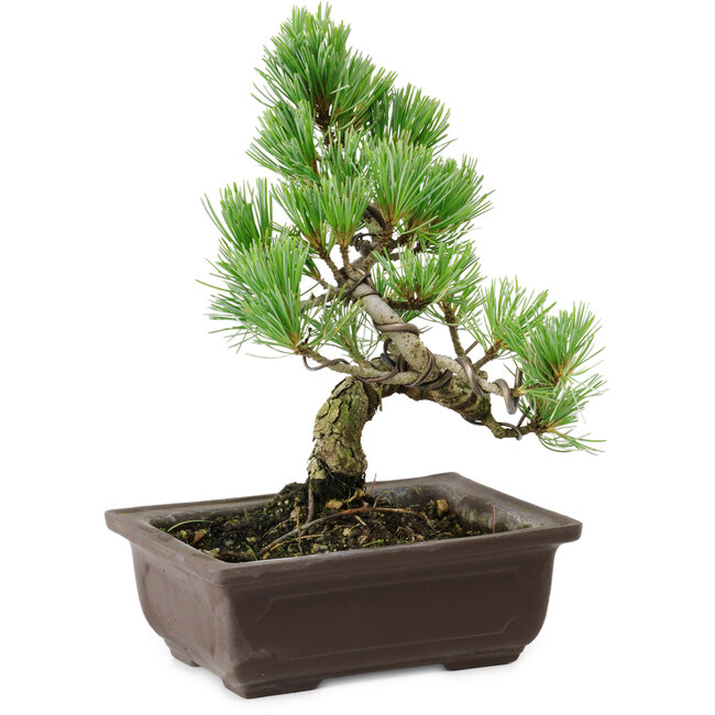 Pinus parviflora, 18 cm, ± 12 años de edad