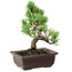 Pinus parviflora, 18 cm, ± 12 Jahre alt