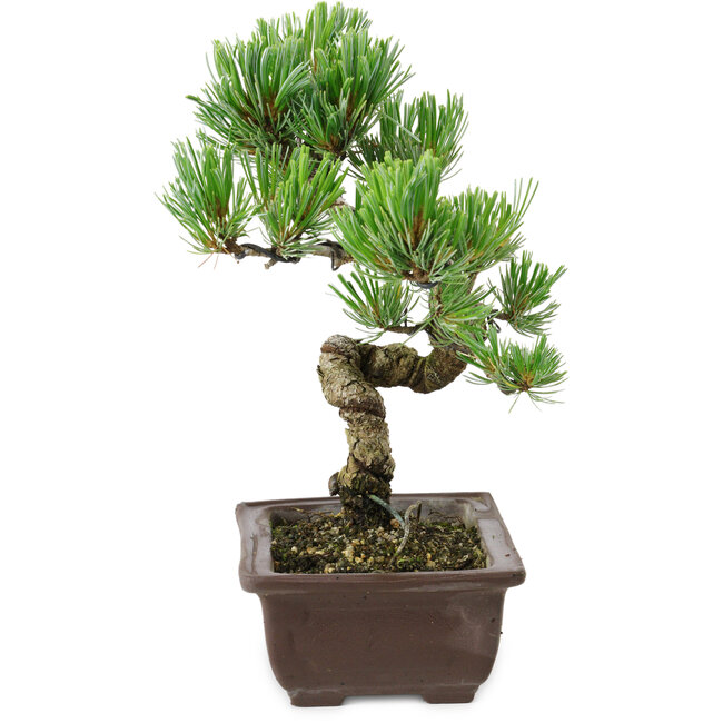 Pinus parviflora, 22 cm, ± 12 Jahre alt