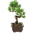 Pinus parviflora, 22 cm, ± 12 Jahre alt