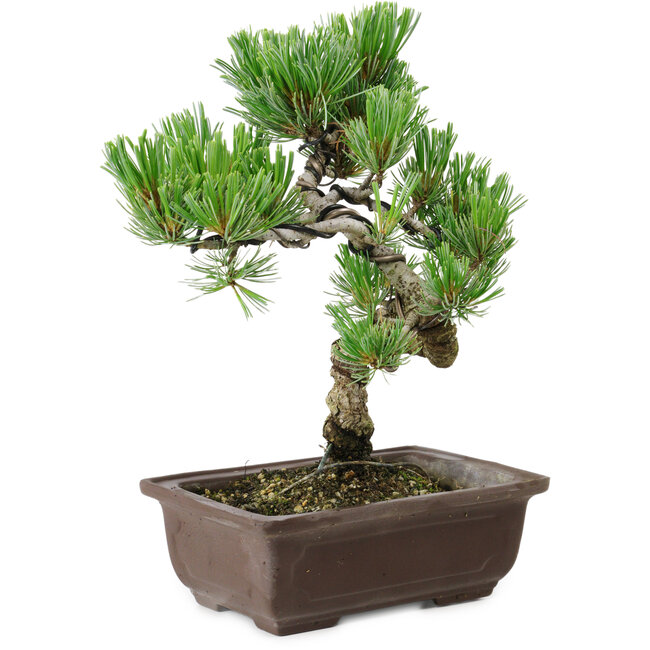 Pinus parviflora, 22 cm, ± 12 years old