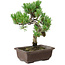 Pinus parviflora, 22 cm, ± 12 años de edad