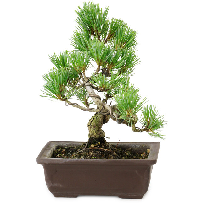 Pinus parviflora, 18 cm, ± 12 anni