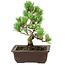 Pinus parviflora, 18 cm, ± 12 Jahre alt