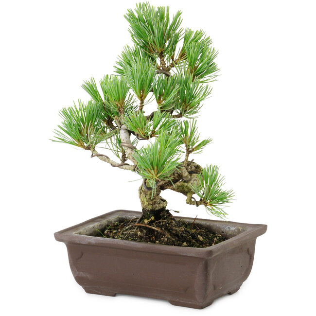 Pinus parviflora, 18 cm, ± 12 años de edad