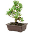 Pinus parviflora, 18 cm, ± 12 jaar oud