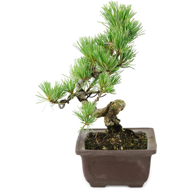 Pinus parviflora, 18 cm, ± 12 jaar oud