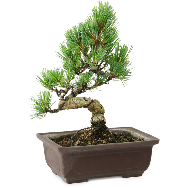 Pinus parviflora, 18 cm, ± 12 years old