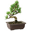 Pinus parviflora, 18 cm, ± 12 años de edad