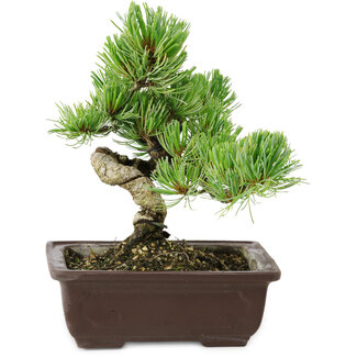Pinus parviflora, 18 cm, ± 12 years old