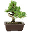 Pinus parviflora, 18 cm, ± 12 years old