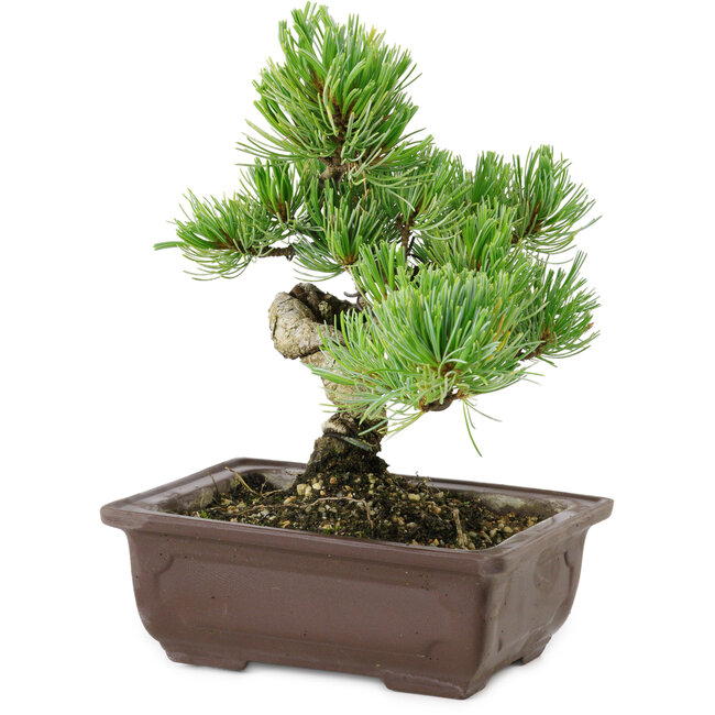 Pinus parviflora, 18 cm, ± 12 Jahre alt