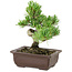 Pinus parviflora, 18 cm, ± 12 Jahre alt
