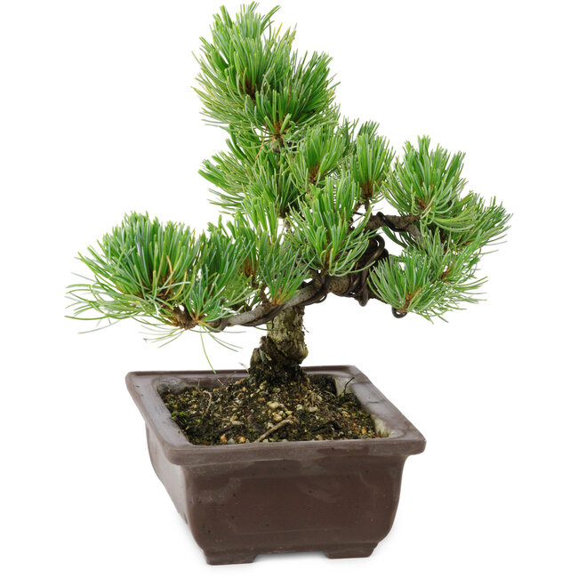 Pinus parviflora, 18 cm, ± 12 years old