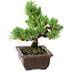 Pinus parviflora, 18 cm, ± 12 years old