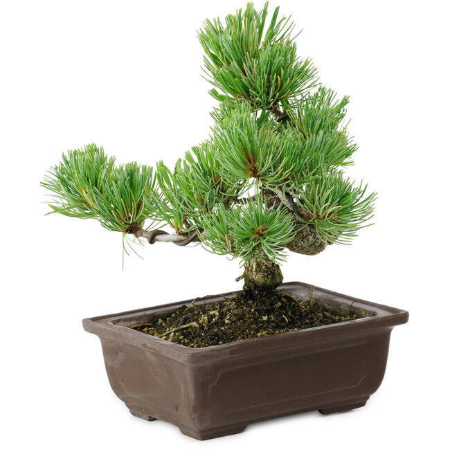 Pinus parviflora, 18 cm, ± 12 años de edad