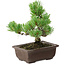Pinus parviflora, 18 cm, ± 12 jaar oud
