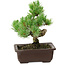Pinus parviflora, 18 cm, ± 12 jaar oud