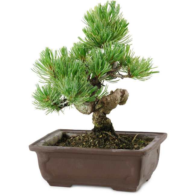 Pinus parviflora, 18 cm, ± 12 Jahre alt
