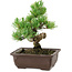 Pinus parviflora, 18 cm, ± 12 anni