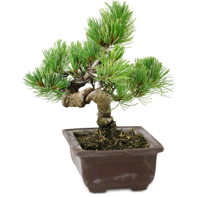 Pinus parviflora, 18 cm, ± 12 ans
