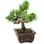 Pinus parviflora, 18 cm, ± 12 jaar oud