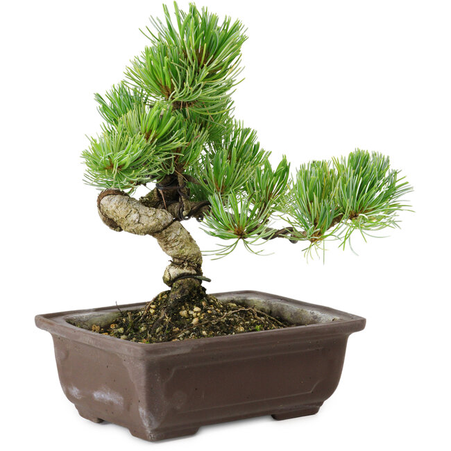 Pinus parviflora, 18 cm, ± 12 Jahre alt