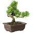 Pinus parviflora, 18 cm, ± 12 años de edad