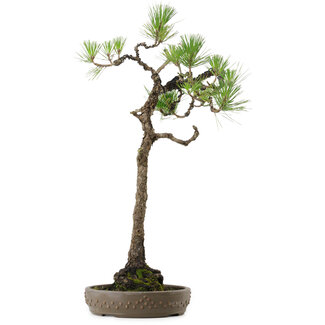 Pinus thunbergii, 68 cm, ± 30 Jahre alt