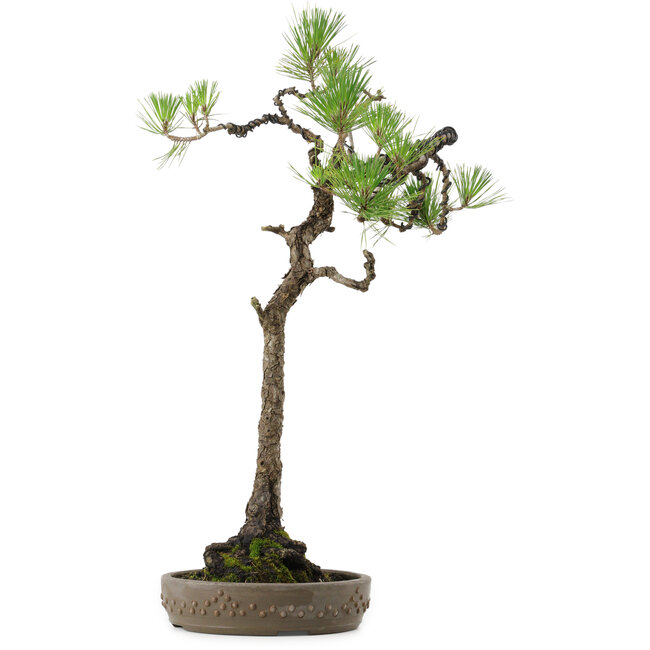 Pinus thunbergii, 68 cm, ± 30 years old, with a nebari of 13 cm